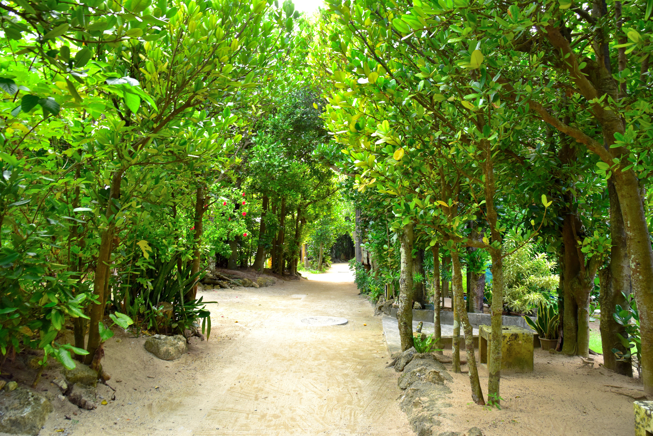 Bise Fukugi Trees, Okinawa, Japan