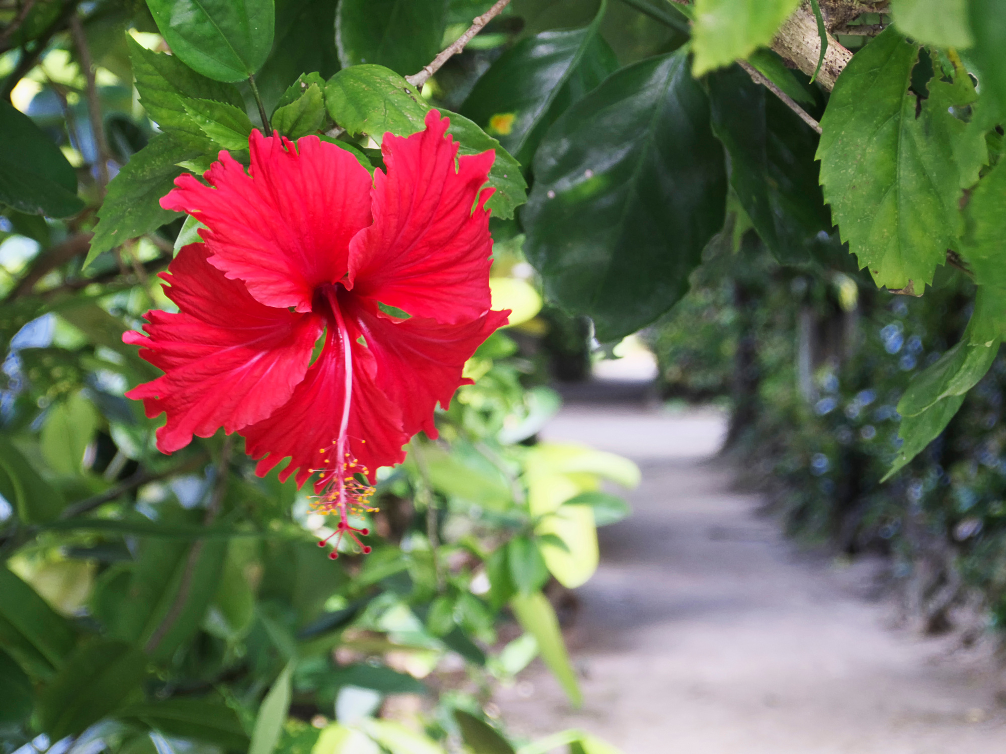 Hibiscus Fukugi Namiki of Bise Okinawa Motobu